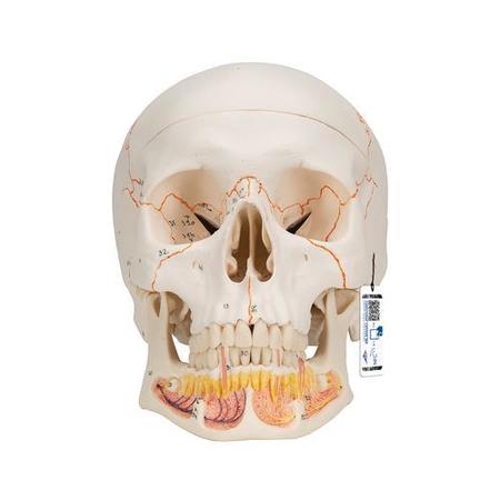 3B SCIENTIFIC Classic Skull Opened Jaw 3 part - w/ 3B Smart Anatomy 1020166